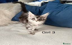 Maine Coon cats for sale: XXL  Ready Now TICA pure bread Maine Coon Kittens  - Image 18