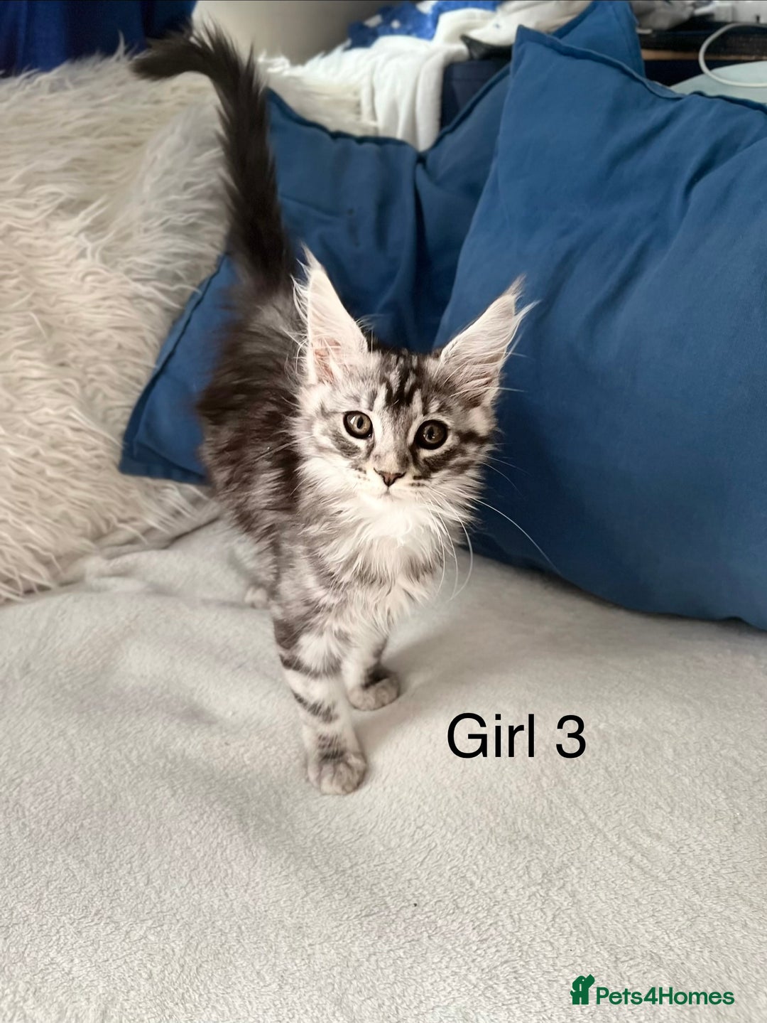 Maine Coon cats for sale: XXL  Ready Now TICA pure bread Maine Coon Kittens  - Image 18