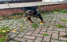 Rottweiler dogs for sale: Rottweiler Male, 7 months, Good Healthy Family Pet - Image 6