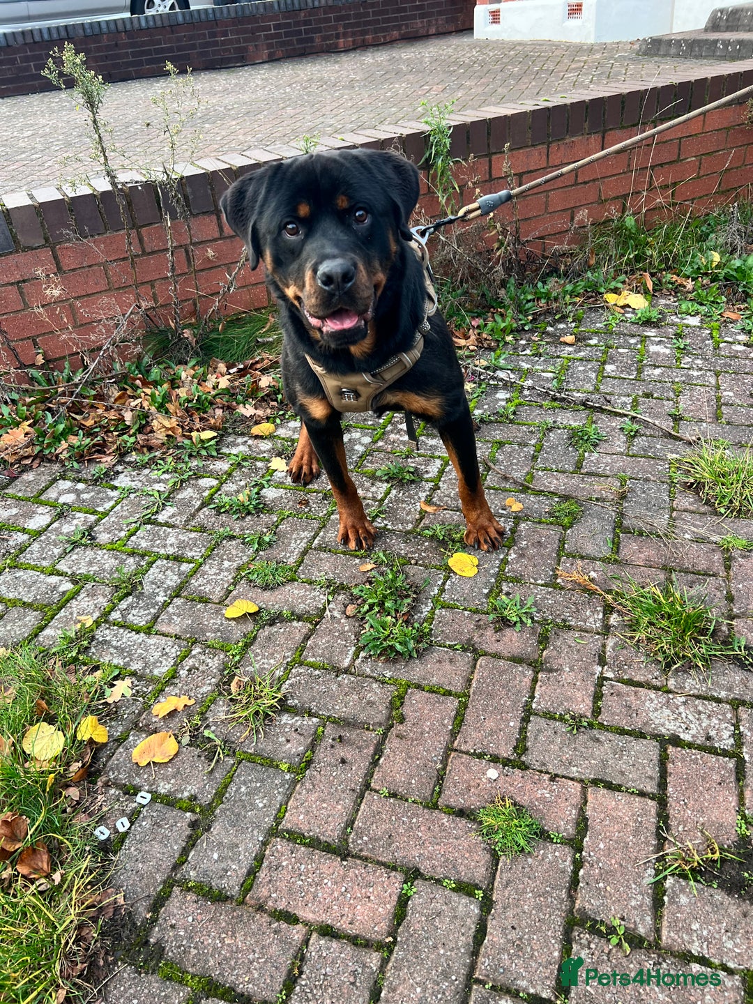 Rottweiler dogs for sale: Rottweiler Male, 7 months, Good Healthy Family Pet - Image 6