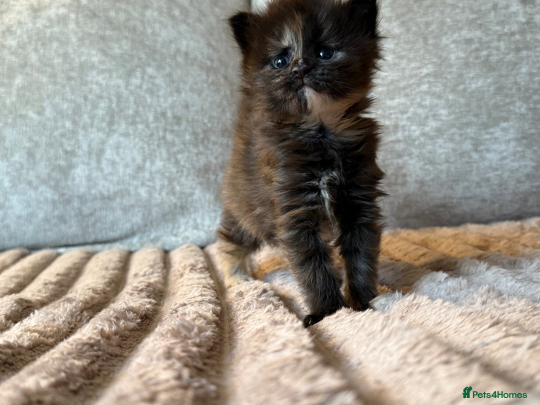 Maine Coon cats for sale: Beautiful Maine Coon Kittens - Advert 11