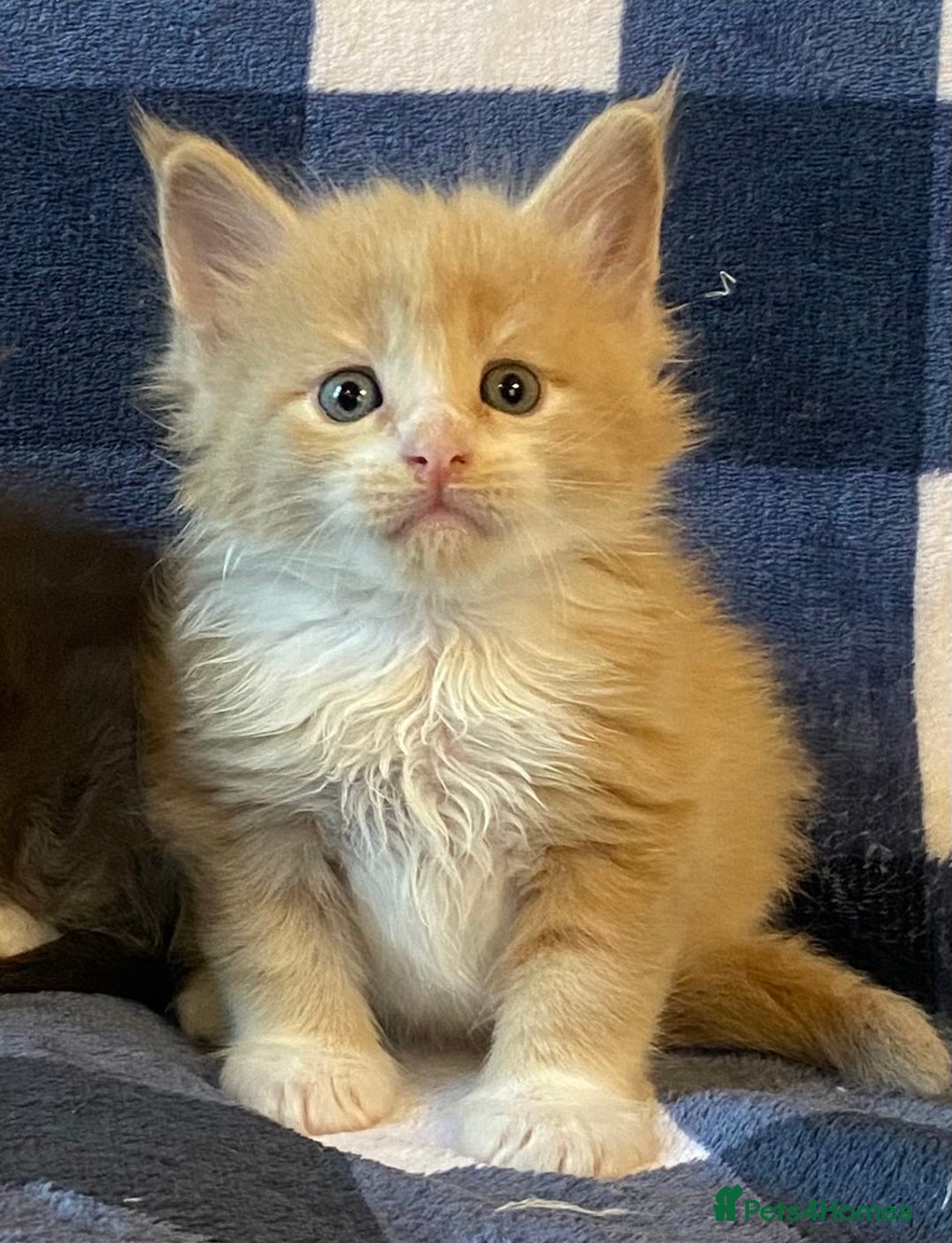 Maine Coon cats for sale: Beautiful Maine Coon Kitten - Champion Lines - Image 11