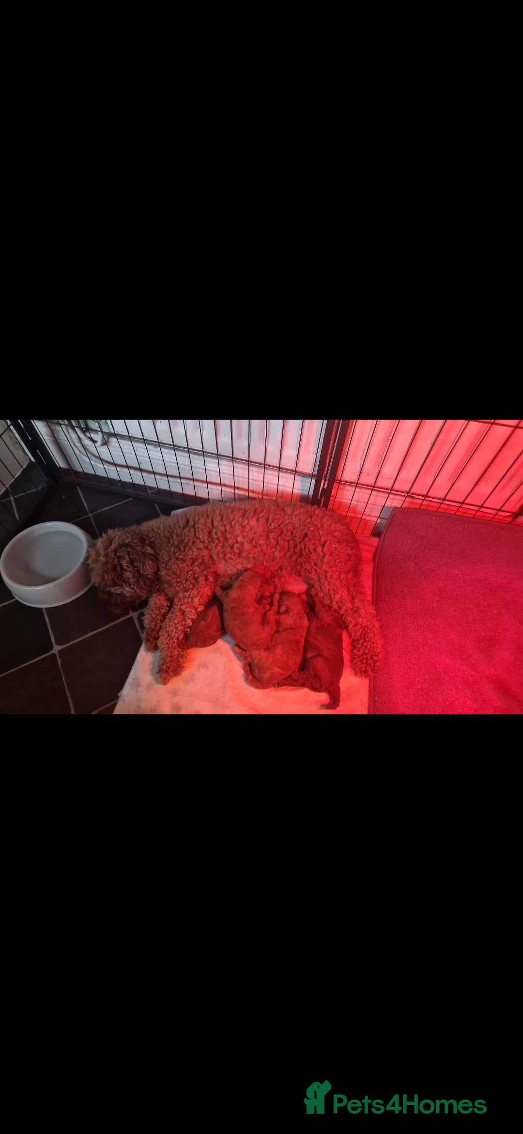 Cockapoo dogs for sale: Adorable red f1b toy cockapoos  - Advert 9