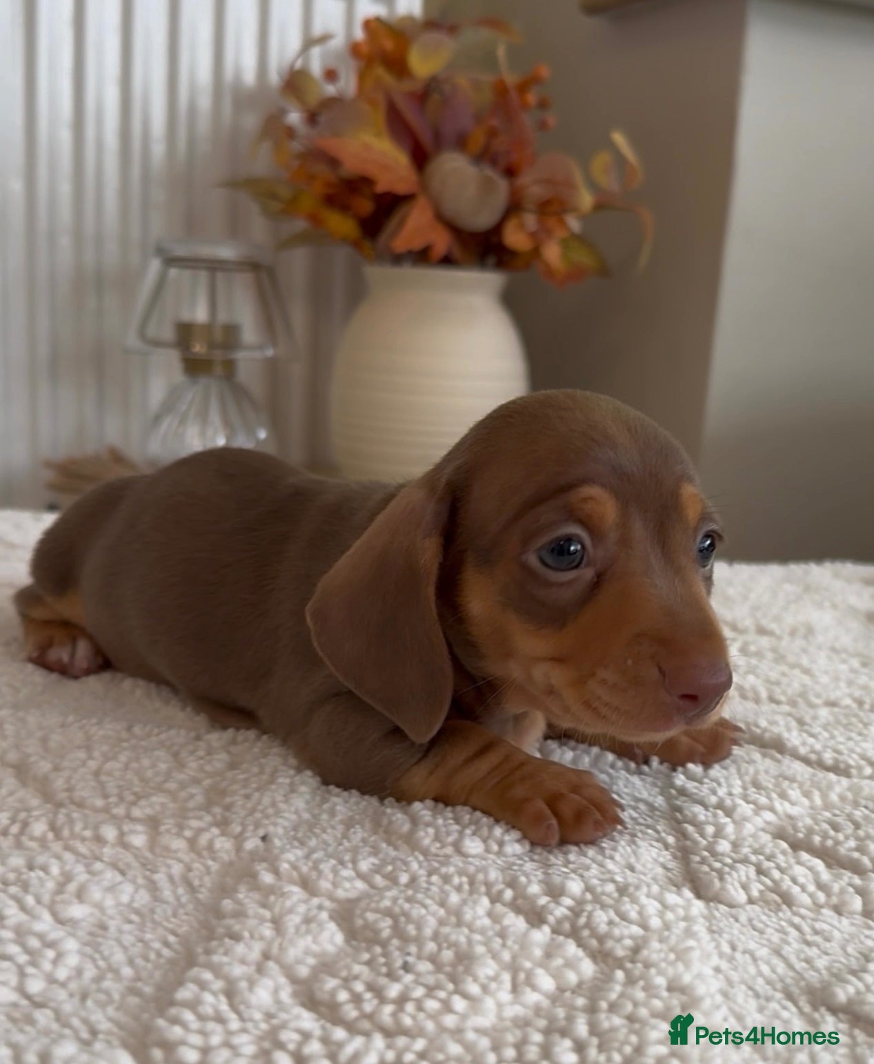 Miniature Dachshund dogs 🐾 6 BEAUTIFUL SMOOTH-HAIRED MINIATURE DACHSHUNDS - Advert 1