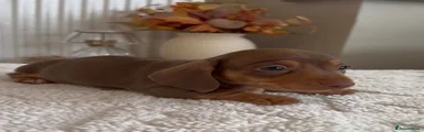 Miniature Dachshund 4