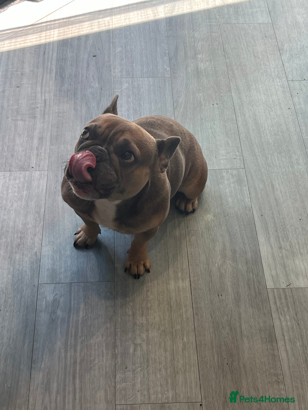 French Bulldog dogs for sale: Female French bulldog - Advert 15