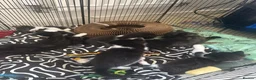 British Longhair cats for sale: Girl kittens for sale  in St. Neots - Advert 9