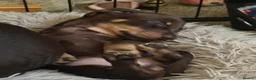 Miniature Dachshund dogs for sale: Mini dachshund male in Torquay - Advert 1