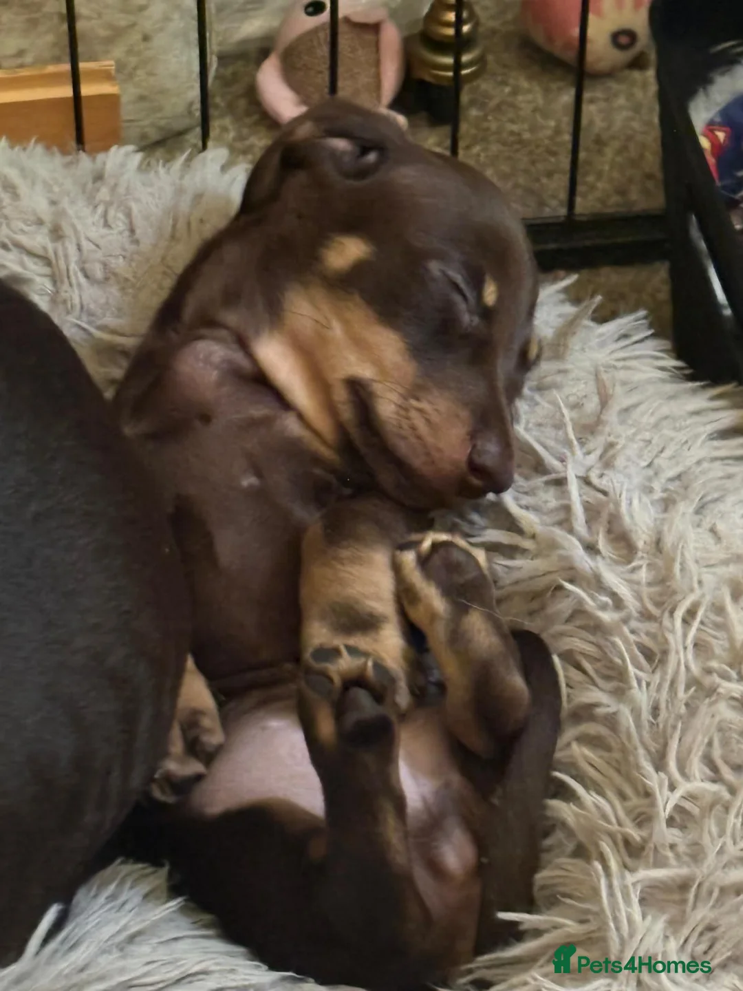 Miniature Dachshund dogs for sale: Mini dachshund male in Torquay - Advert 1