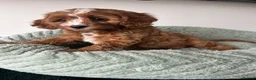 Cavapoo dogs for sale: Beautiful Cavapoos (health tested parents) - Advert 1