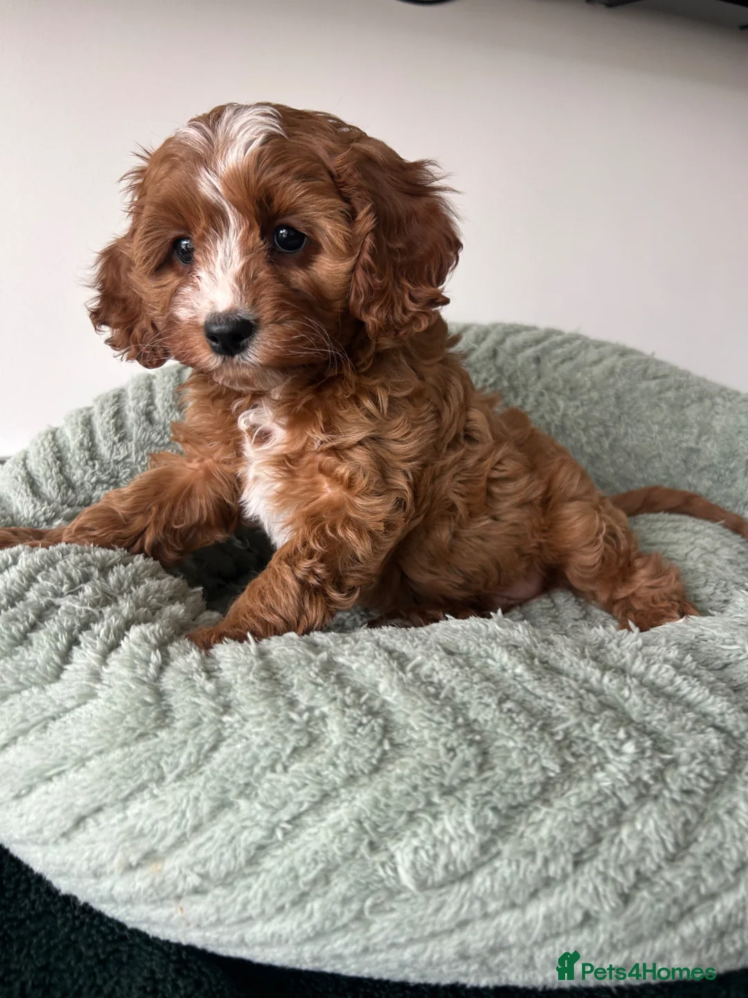 Cavapoo dogs for sale: Beautiful Cavapoos (health tested parents) - Advert 1