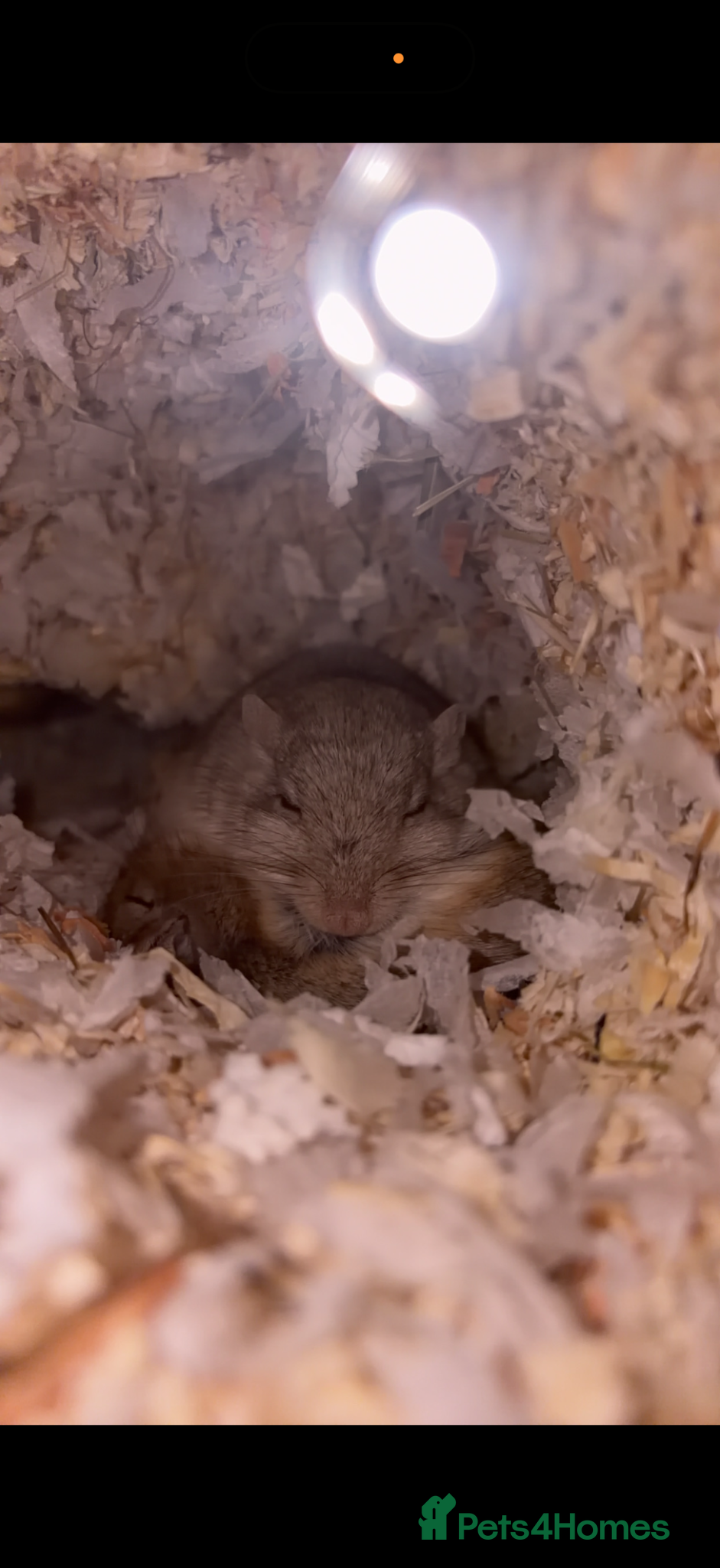 Gerbil rodents Crumble & crumble  - Advert 2