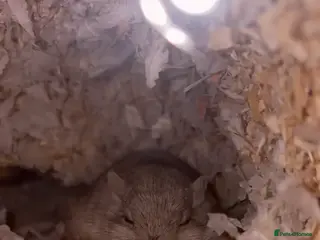 Gerbil rodents Crumble & crumble - Advert 1