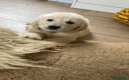 Golden Retriever dogs for sale: K. C stunning Puppies  - Image 3