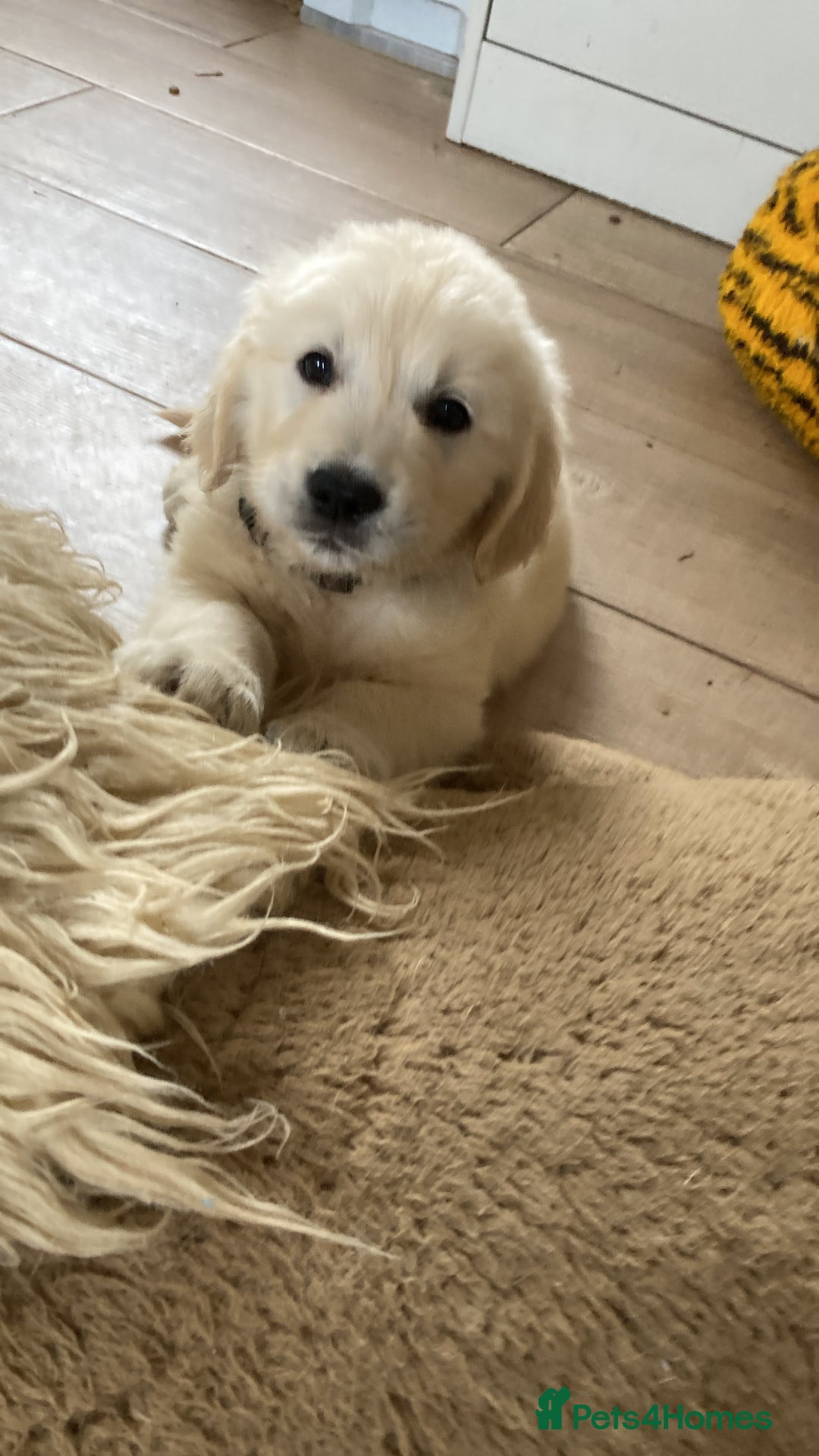 Golden Retriever dogs for sale: K. C stunning Puppies  - Image 3