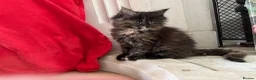 Maine Coon cats for sale: Maine Coon Kittens 2 males  - Advert 8