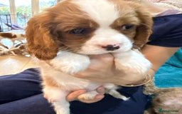 Cavalier King Charles Spaniel dogs for sale: KC reg Cavalier King Charles Spaniels  - Image 3