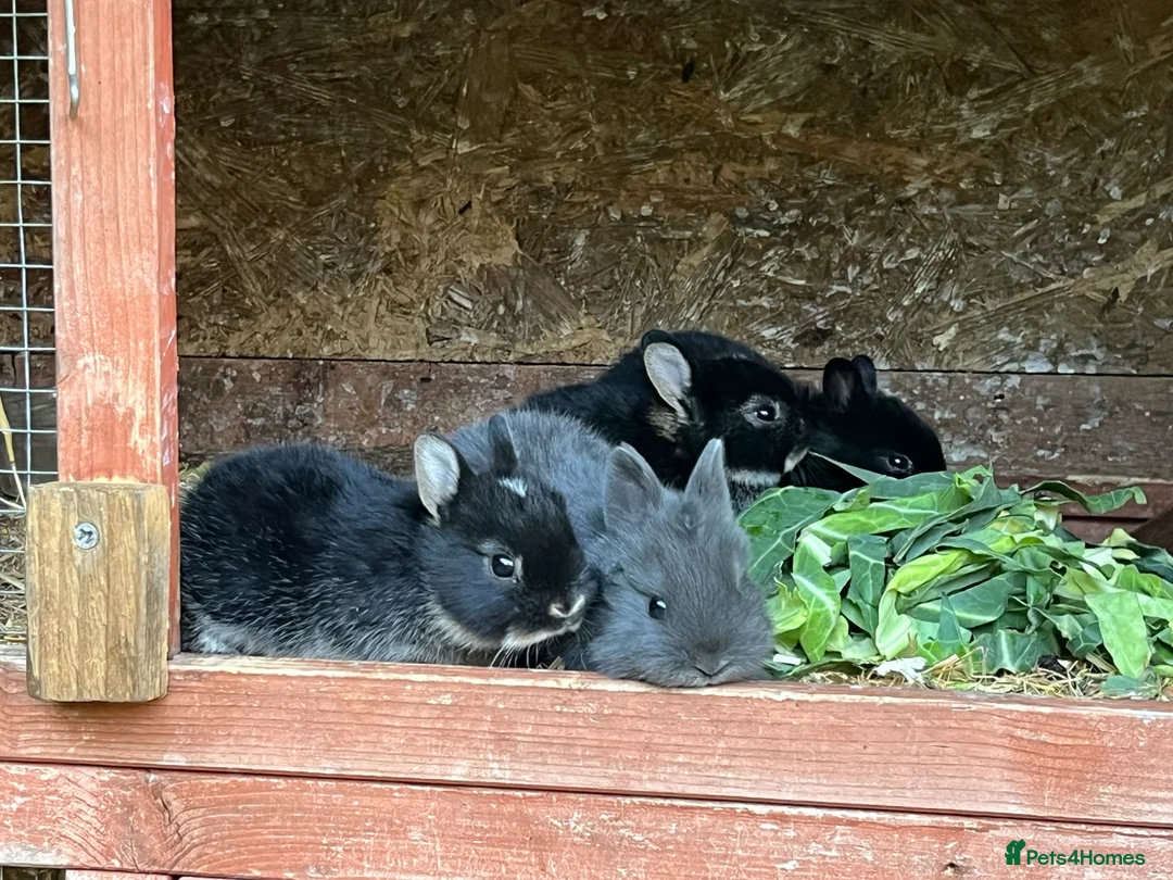 Netherland Dwarf rabbits for sale: Beautiful Netherland Dwarf babies.  - Advert 2