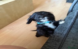 Cockapoo dogs for sale: This is Blaze gorgeous boy - Image 1
