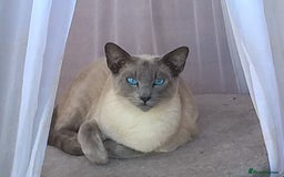 Oriental cats for sale: Gorgeous Oriental & Siamese kittens available - Image 7