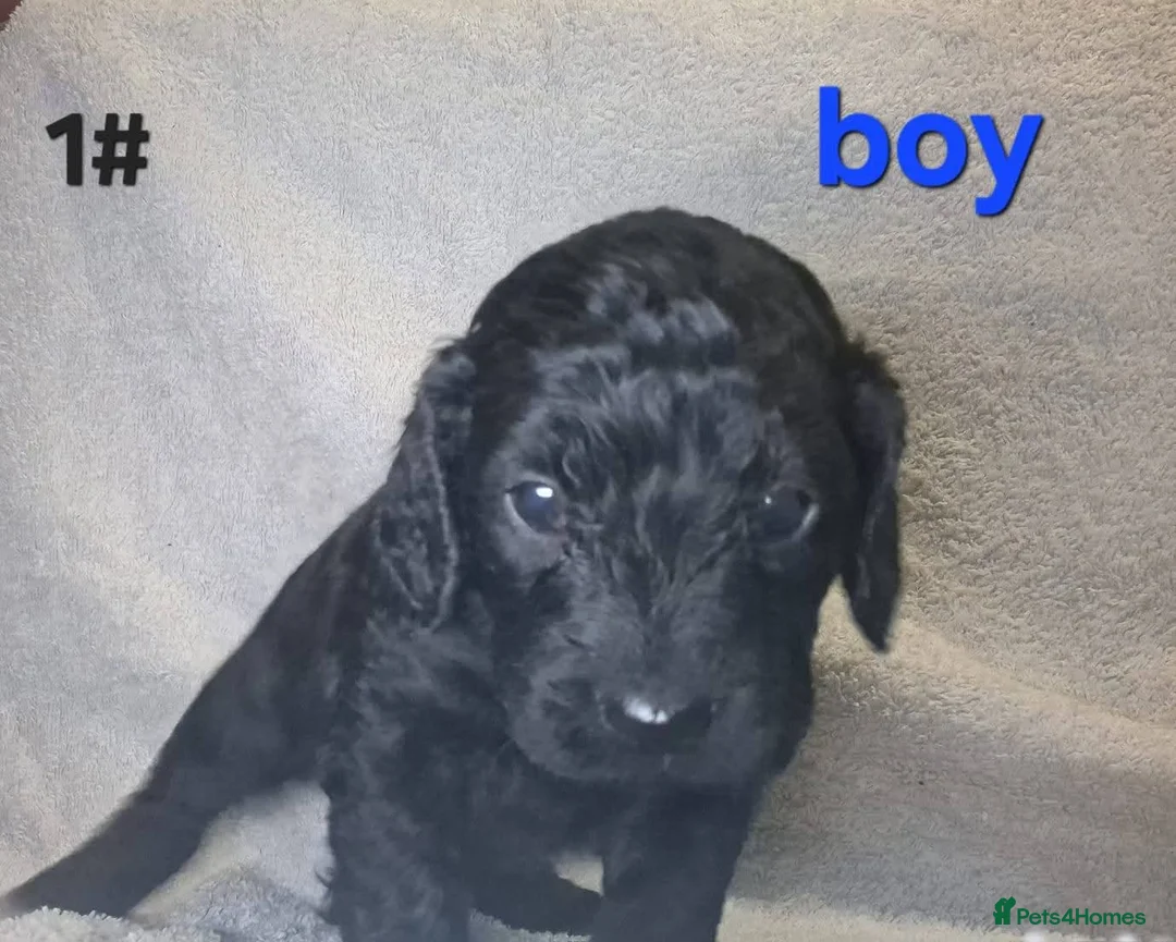 Cockapoo dogs for sale: 8 beautiful puppies for sale in Swadlincote - Advert 9