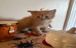 Domestic Shorthair cats for sale: 3 beautiful kittens ready for their new homes  - Image 4