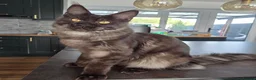 Maine Coon cats for sale: Maine Coon kittens, 2 girls , 1 boy  - Advert 4