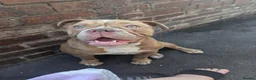 Mixed Breed dogs for sale: Beautiful lilac old-tym English bulldog girl - Advert 3