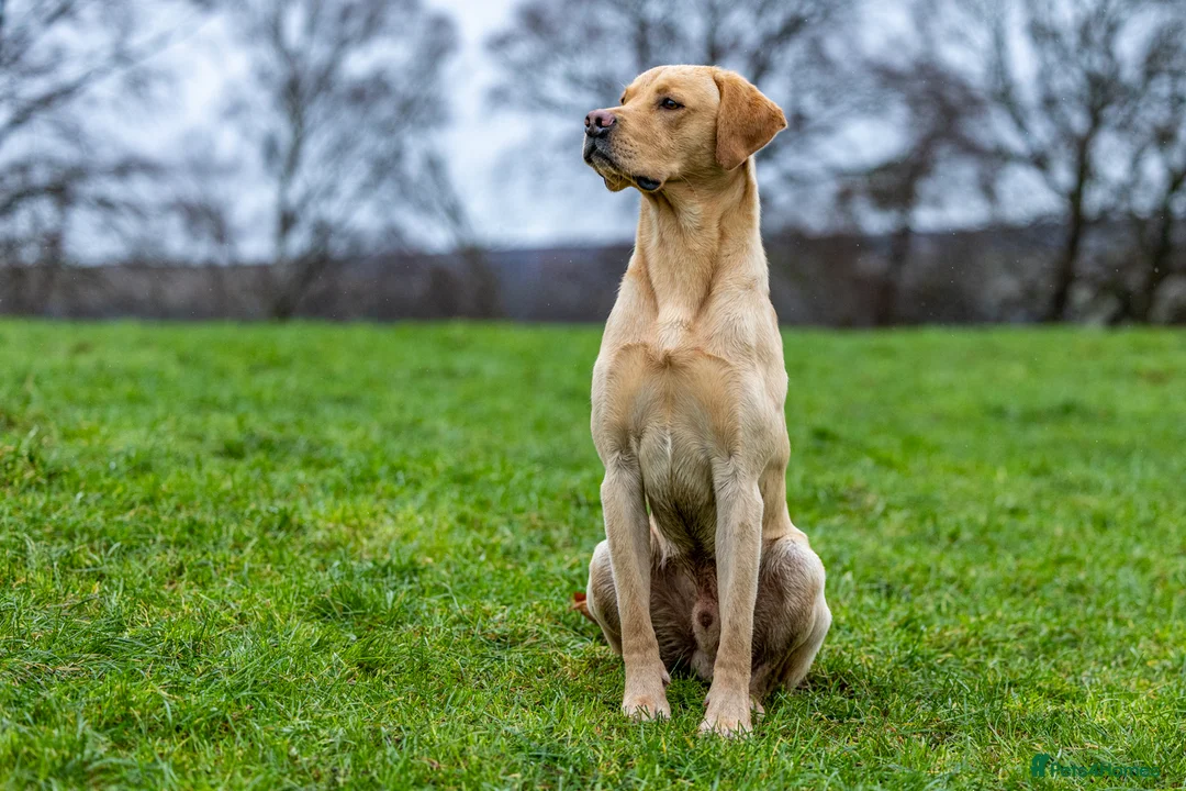Labrador Retriever dogs for stud: FULLY HEALTH TESTED Yellow Lab for Stud - Advert 5