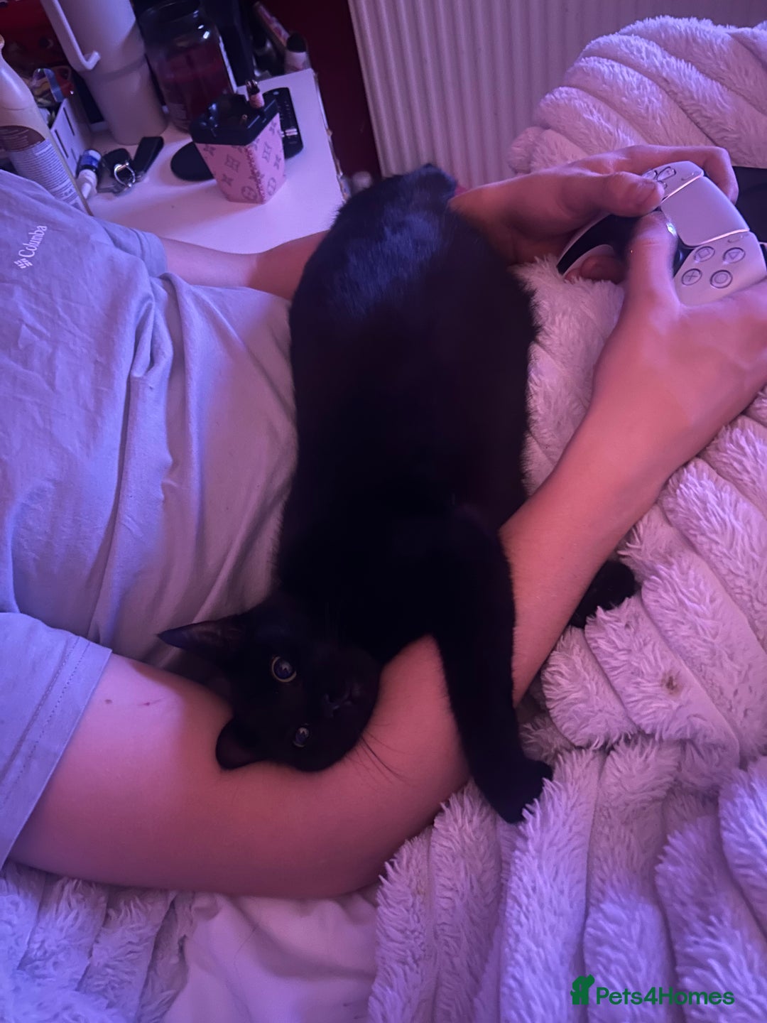 Mixed Breed cats for sale: Kittens  - Advert 5