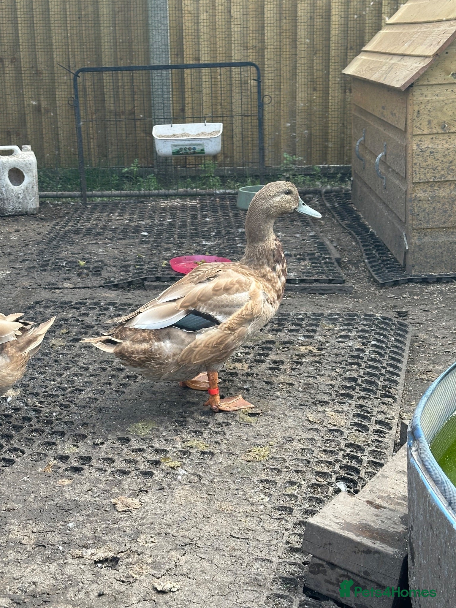 Ducks poultry Welsh harlequin cross kahki campbells drakes  - Advert 1
