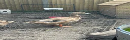 Ducks poultry for sale: Welsh harlequin cross kahki campbells drakes  in Fareham - Advert 1