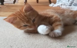 Mixed Breed cats for sale: CLEVER, BEAUTIFUL, KITTENS READY FOR FOREVER HOMES - Image 6