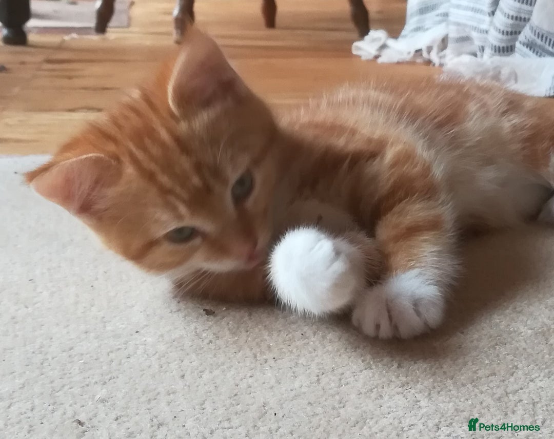 Mixed Breed cats for sale: CLEVER, BEAUTIFUL, KITTENS READY FOR FOREVER HOMES - Image 6