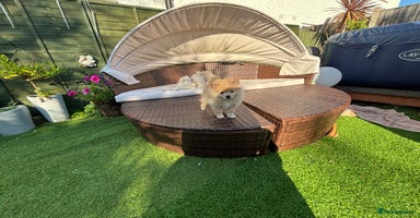 Pomeranian dogs - Advert 8
