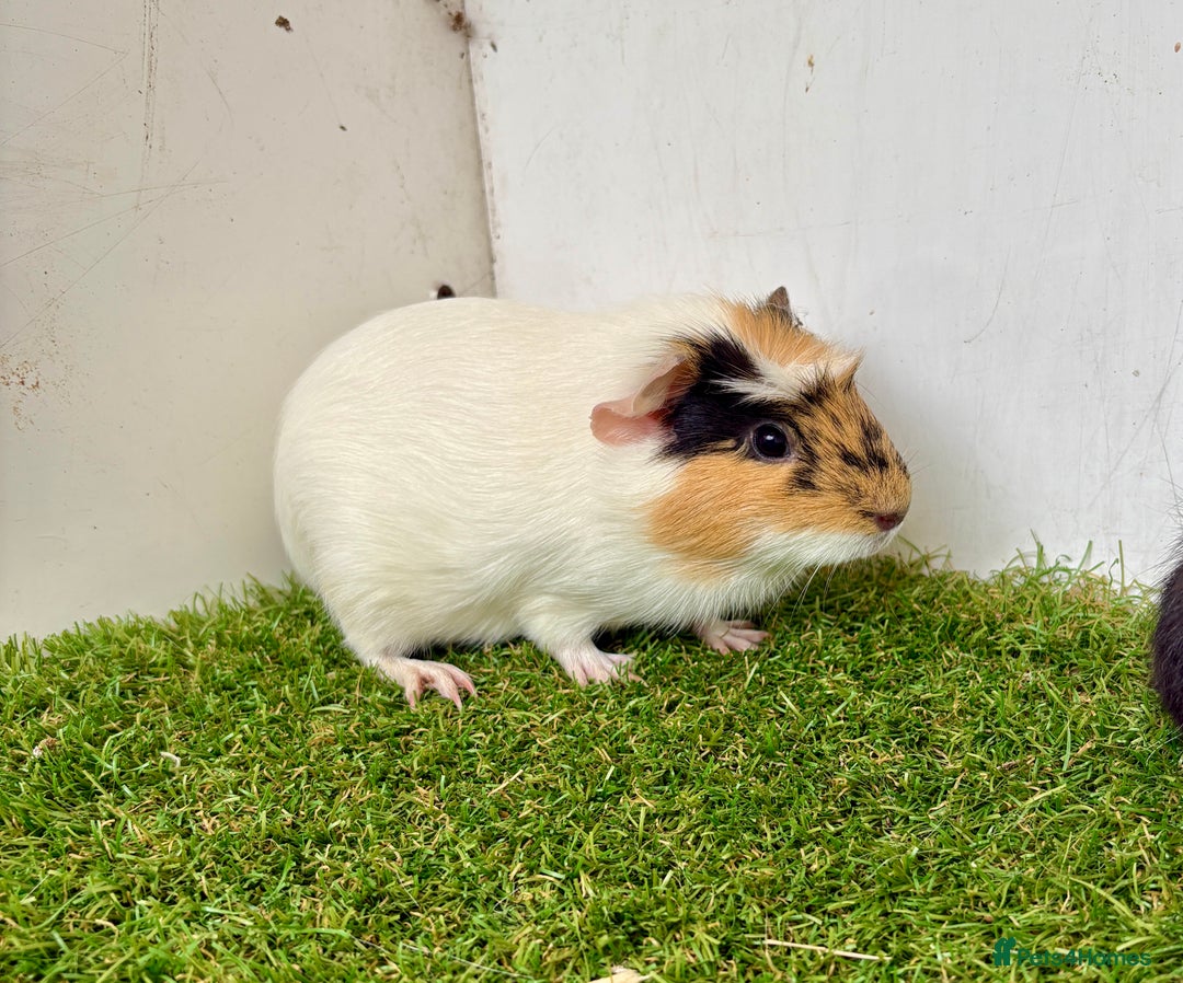 Guinea Pig rodents for sale: Super calm, friendly Guinea pig females  - Image 9