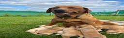 Labrador Retriever dogs for sale: 2 male Labradors - Advert 14