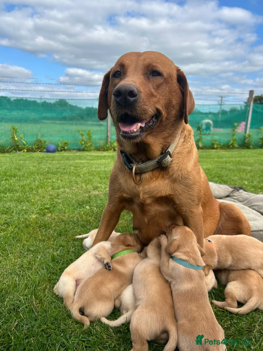 Labrador Retriever dogs for sale: 2 male Labradors - Advert 14