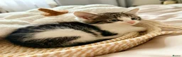 Mixed Breed cats for sale: Kittens looking for new home in Mansfield - Advert 8