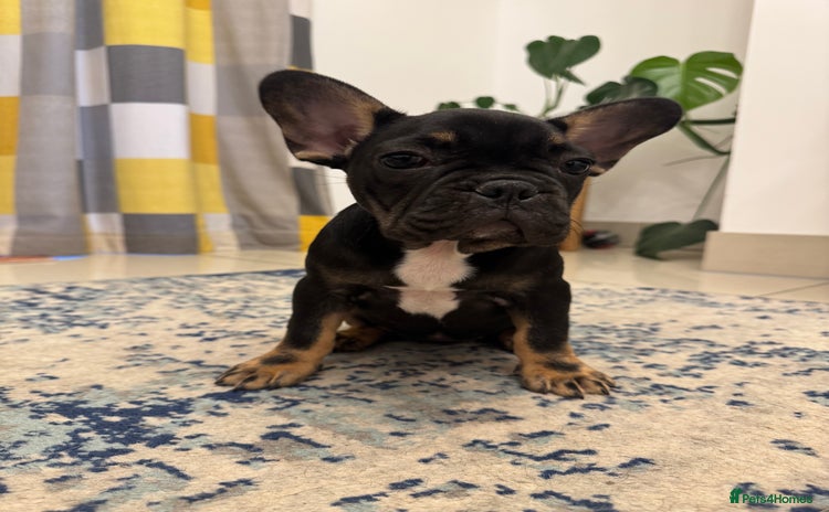 French Bulldog dogs - Advert 3