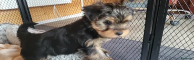 Yorkshire Terrier Puppy 6