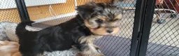 Yorkshire Terrier dogs for sale: Yorkshire Terrier puppies  from Licensed Breeder  - Advert 23