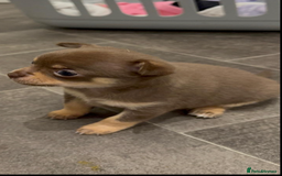 Chihuahua dogs for sale: Chocolate tan Chihuahua female  - Advert 4