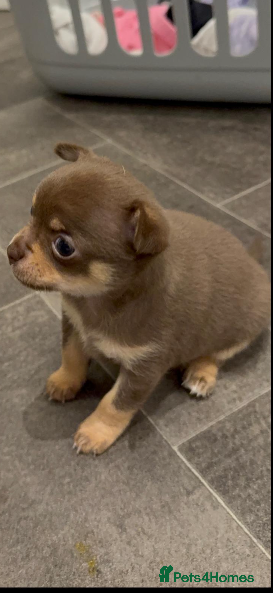 Chihuahua dogs for sale: Chocolate tan Chihuahua female  - Advert 4