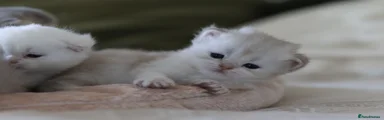 Scottish Fold Kitten 2
