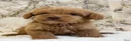 Cockapoo dogs for sale: F1 cockapoo puppies PRA FN clear - Advert 6