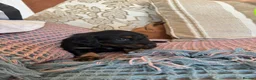 Miniature Dachshund dogs for sale: Miniature dachshunds for sale in Witney - Advert 5