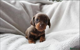Miniature Dachshund dogs for sale: Sweet Chocolate miniature Dapples!! - Image 1