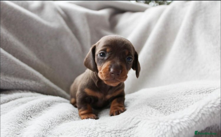 Miniature Dachshund dogs - Advert 14