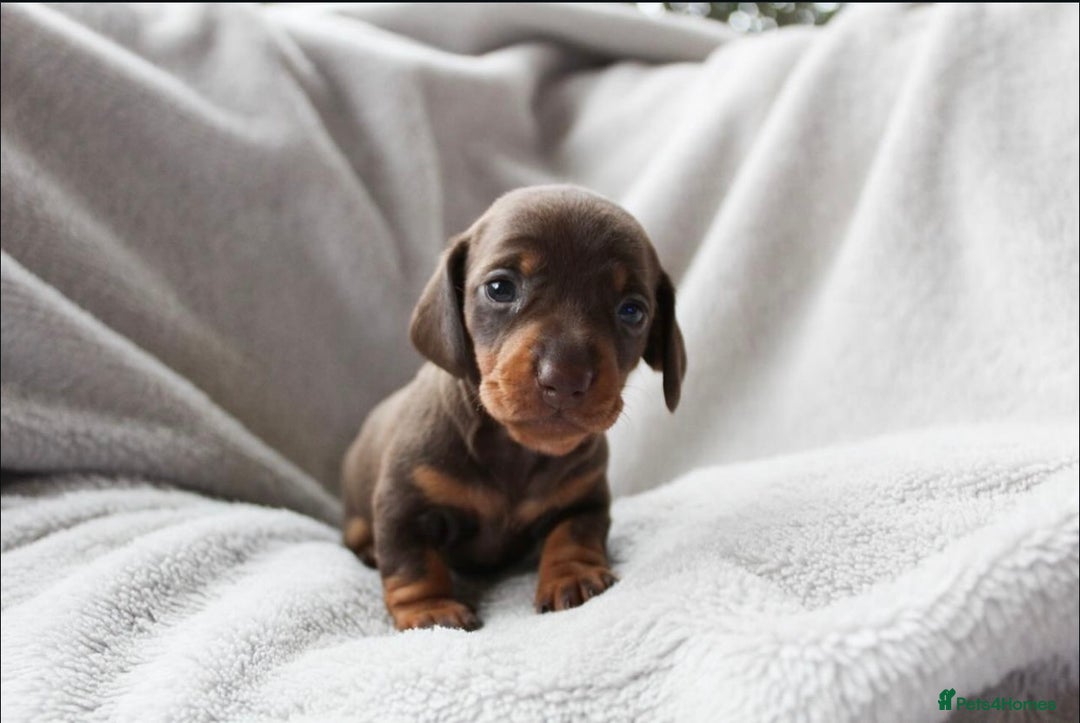 Miniature Dachshund dogs for sale: Sweet Chocolate miniature Dapples!! - Image 1